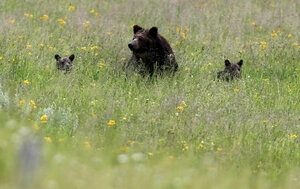 Federal judge considers grizzly bear protections amid grazing controversy in Paradise Valley