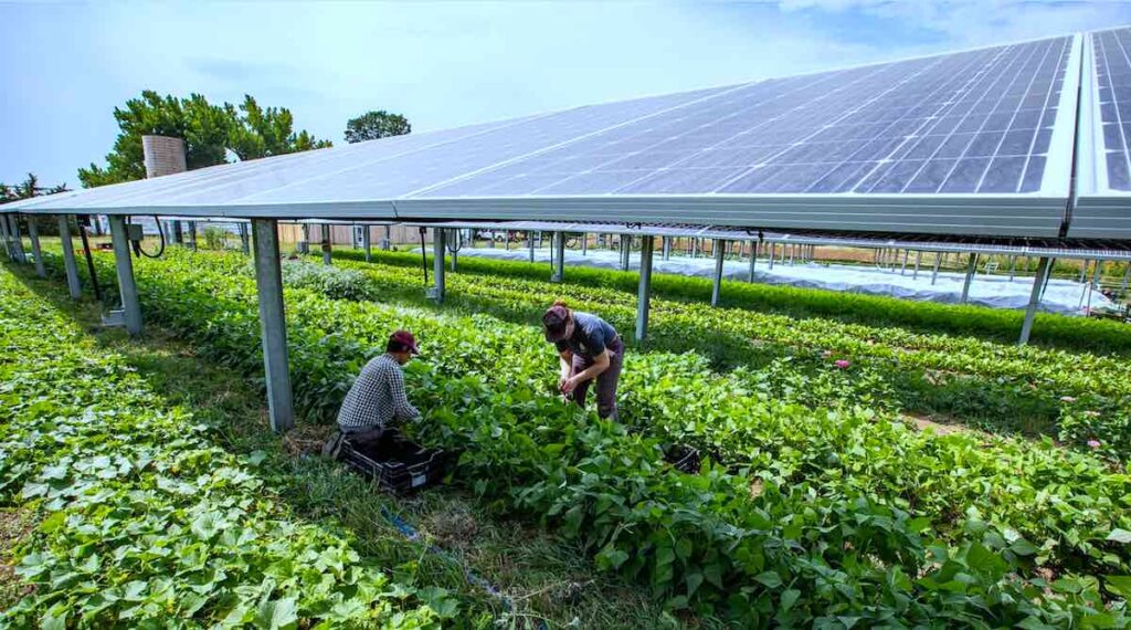 Can solar energy transform farms for sustainable agriculture and environmental conservation?