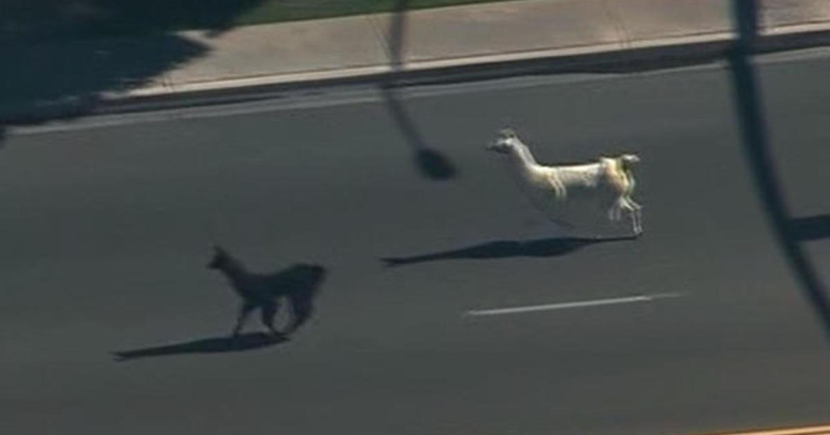 Llamas on the loose on Provo train tracks after escaping owner