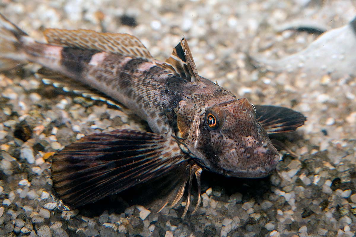 Northern sea robin: The bizarre fish with crab legs it uses to taste the seafloor